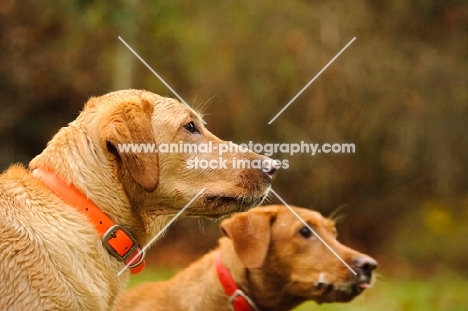 headshots of two Labrador Retrievers with orange collars.