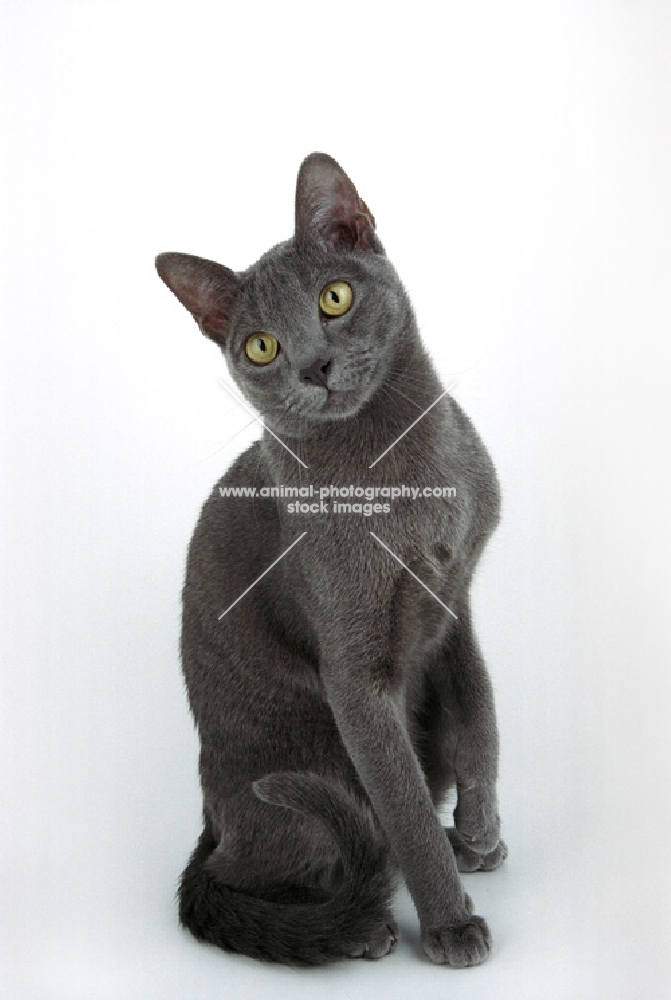 korat cat sitting down