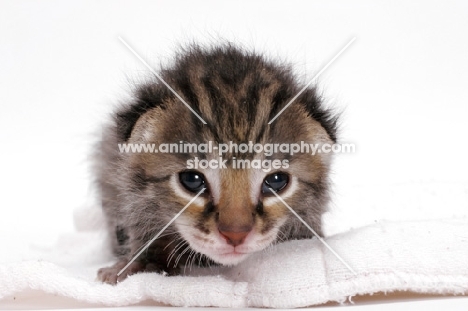 2 week old Asian Leopard kitten