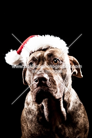 Dogo Canario wearing Christmas hat