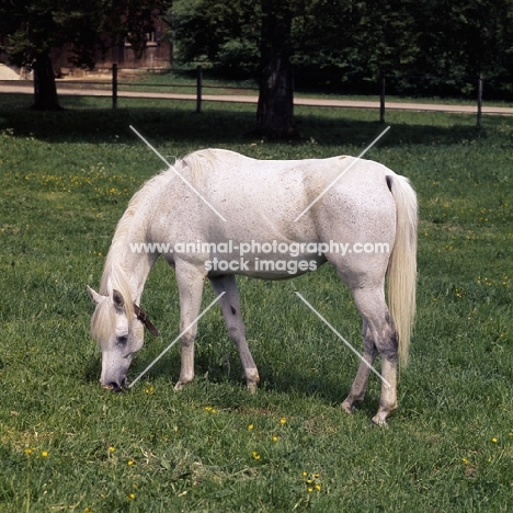 Germany Arab mare grazing at marbach,  full body 