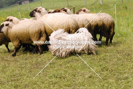 white puli herding