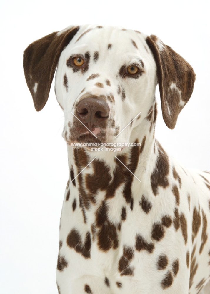 liver Dalmatian on white background, looking at camera