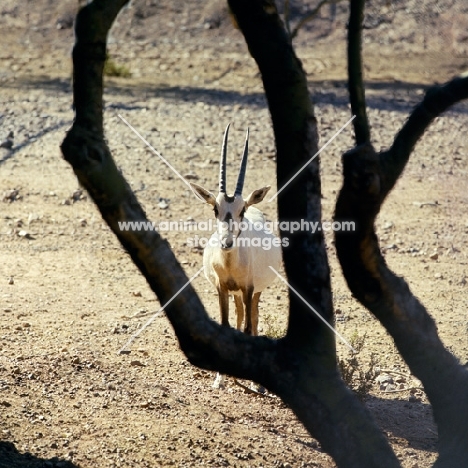arabian oryx in phoenix zoo looking through a tree