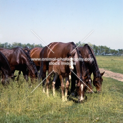 group of Furioso North Star mares and foals grazing at Kiskunsag State Farm, Hungary