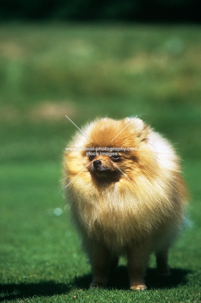 ch rosskear's triple echo, pomeranian