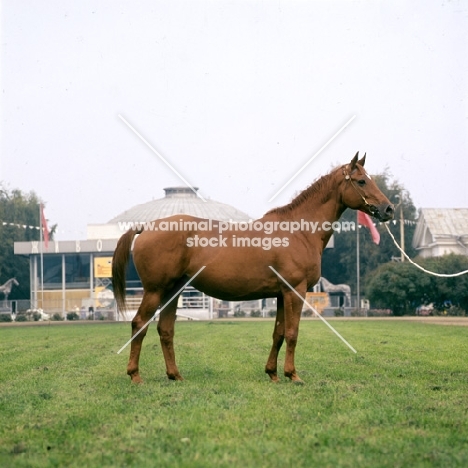 ukranian saddle horse mare named ukrainsky