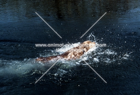 longhaired weimaraner swimming in river