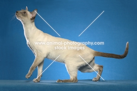 Siamese looking up on blue background