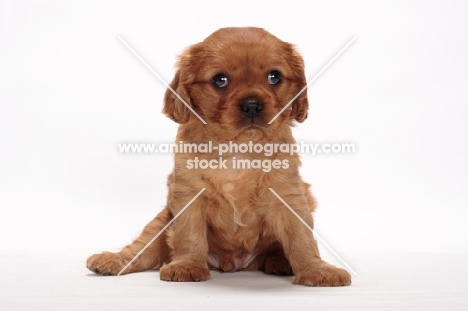 ruby Cavalier King Charles puppy