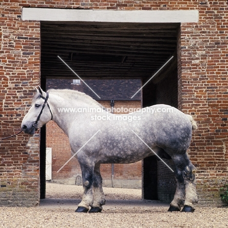 reveur, percheron stallion at haras du pin