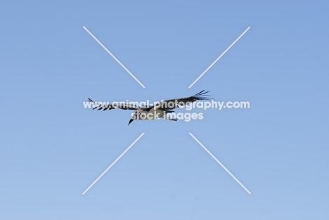 marabou stork flying