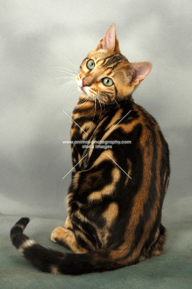 young brown marble bengal cat back view