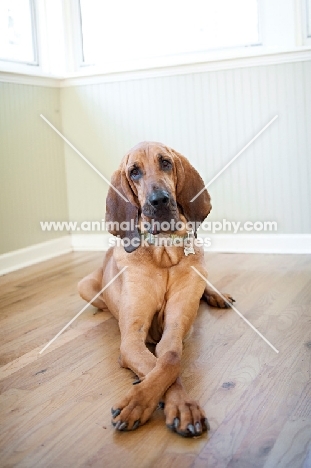bloodhound lying down with crossed paws