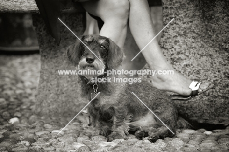 Black and white portrait of a Miniature Wirehaired Dachshund sitting near owner.