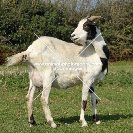 Boer goat nanny