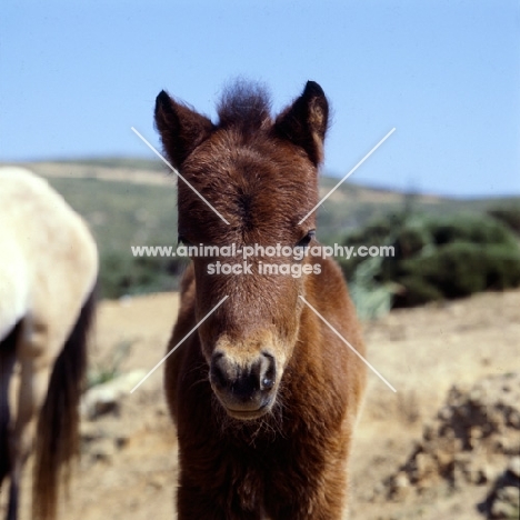 skyros foal portrait