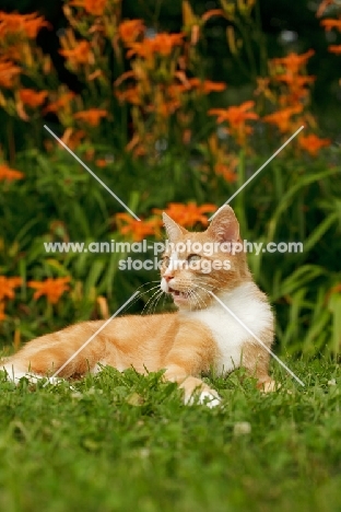 shorthaired cat in garden