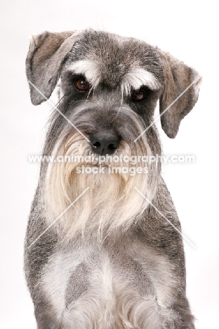 Salt & Pepper Schnauzer, Australian Champion, portrait