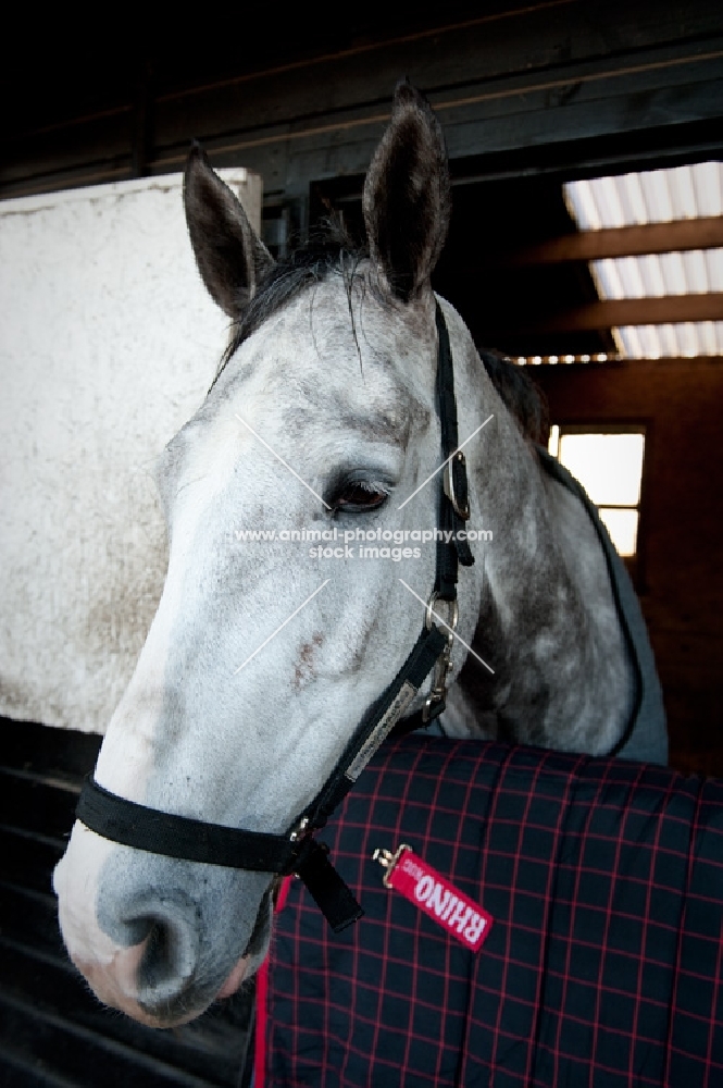 Holstein in stable