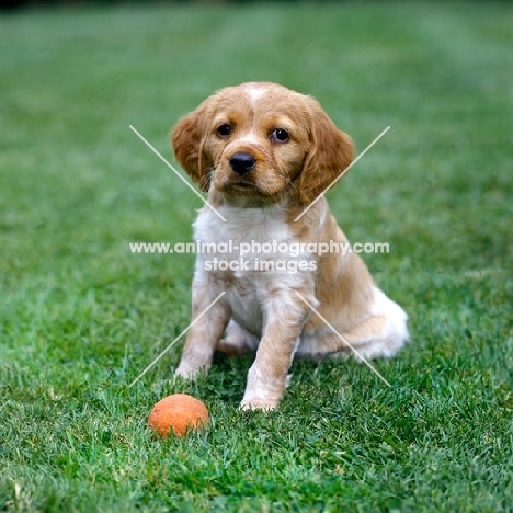brittany puppy sitting with a ball