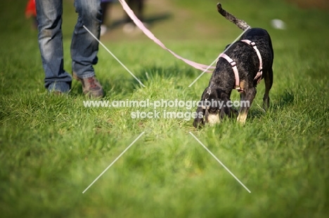 bluetick coonhound smelling the ground while on a leash near owner