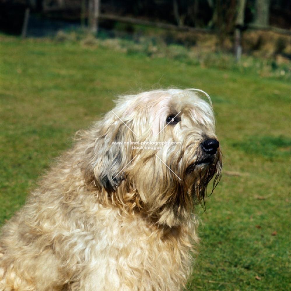 soft coated wheaten terrier finchwood wellington looking suspiciously at the camera