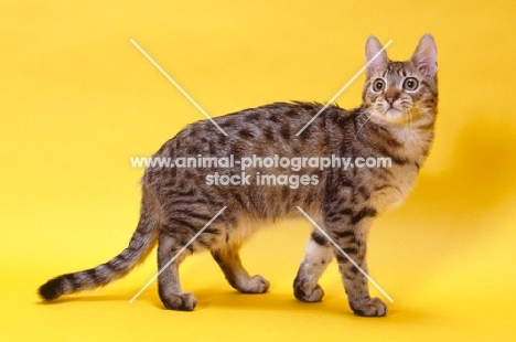 california spangled cat walking on yellow background