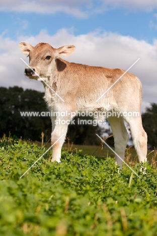 Swiss brown calf in field