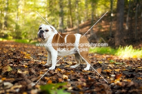 Bulldog standing in forest