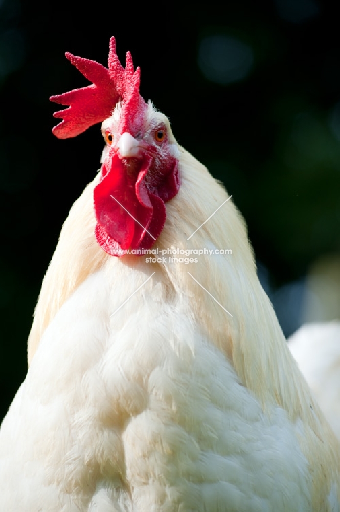 Portrait of a leghorn cockerel, looking at camera