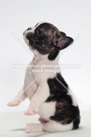 brindle and white Boston Terrier puppy on hind legs