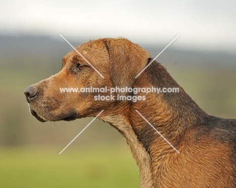 old English type foxhound profile