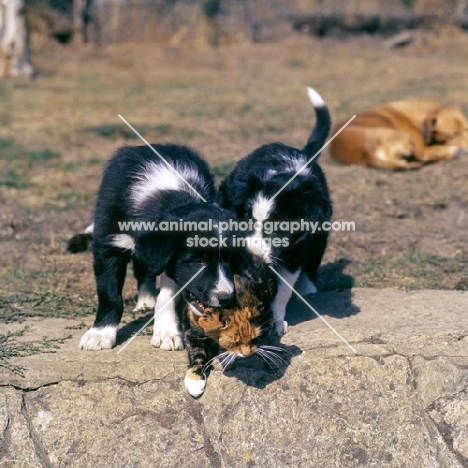 border collie puppies annoying a cat