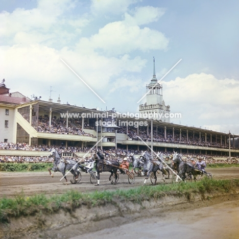 grey orlov trotters in trotting race on race course