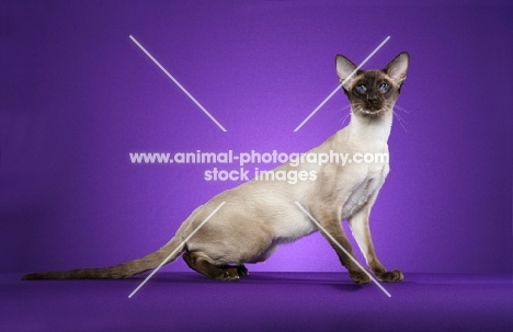 Siamese on bright purple background