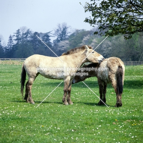 two przewalski horses mutual grooming, looking after each other