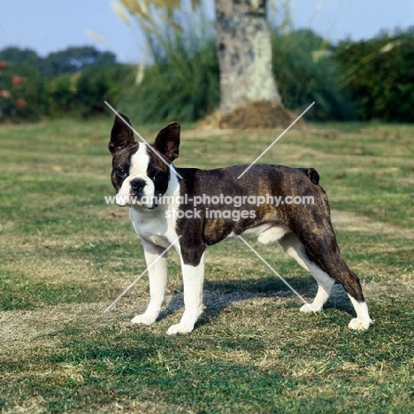 boston terrier standing on grass