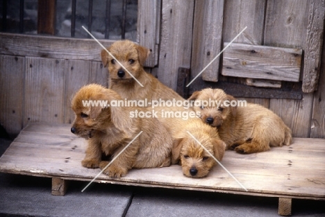four nanfan norfolk terrier puppies lying in run