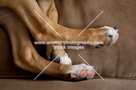 Boxer legs on sofa