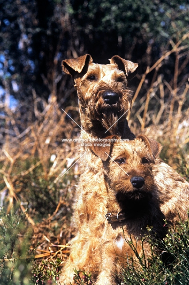 irish terrier and puppy with backdrop of bracken