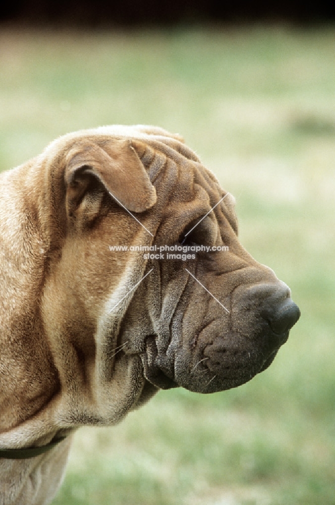 shar pei, head study