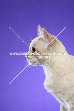 Australian Mist cat profile on periwinkle background