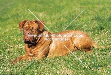 Dogue de Bordeaux lying down on grass