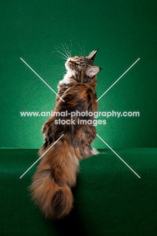 Maine Coon cat on green background, back view