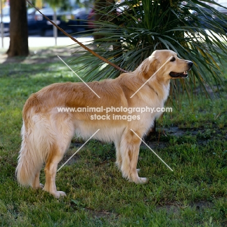 ch basil v.d.weunsberger rebe hovawart standing on grass