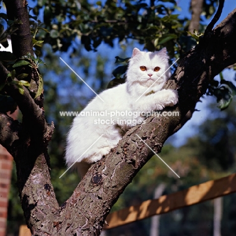 orange eyed white cat up a tree
