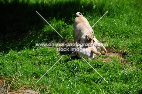 Retro Mops, pug cross with Jack Russell Terrier to improve nose length