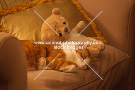 red and white cat sleeping on couch with toy