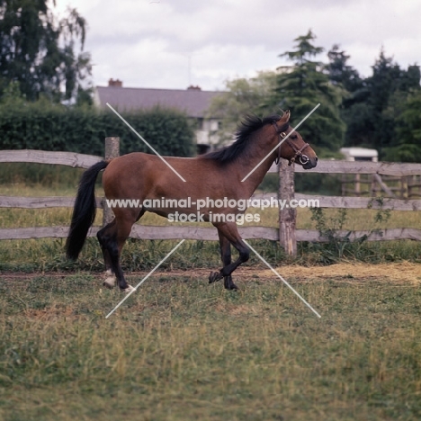 maroun, caspian pony stallion trottingat hopstone stud full body